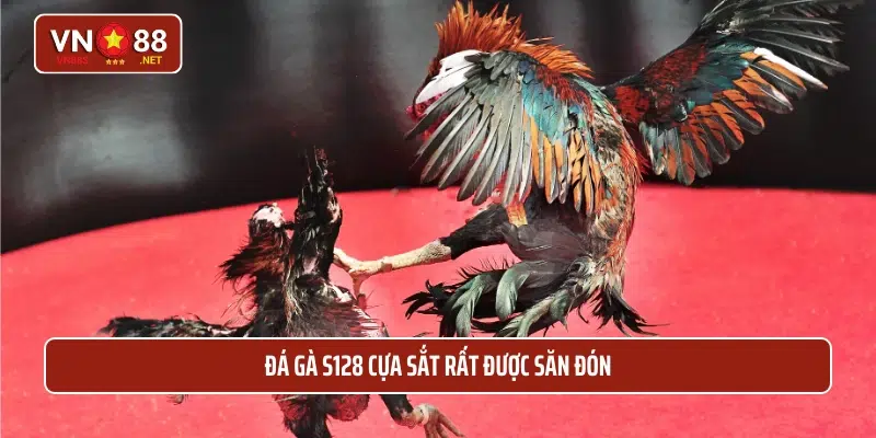 Đá gà S128 cựa sắt rất được săn đón