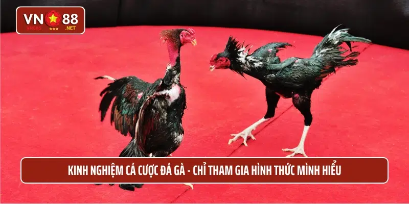 Kinh nghiệm cá cược đá gà - Chỉ tham gia hình thức mình hiểu