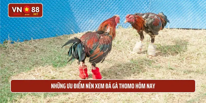 Những ưu điểm nên xem đá gà Thomo hôm nay