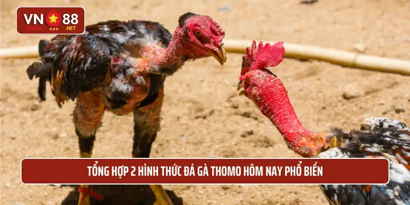 Tổng hợp 2 hình thức đá gà Thomo hôm nay phổ biến