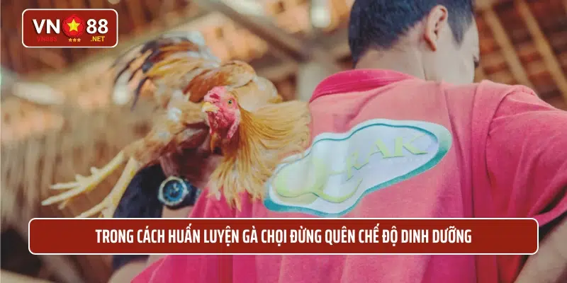 Trong cách huấn luyện gà chọi đừng quên chế độ dinh dưỡng
