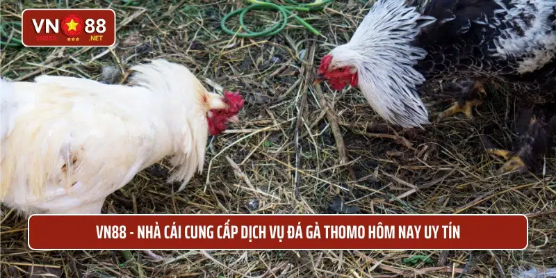VN88 - Nhà cái cung cấp dịch vụ đá gà Thomo hôm nay uy tín