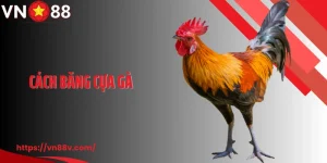 Cách Băng Cựa Gà Đá: Bí Quyết Gia Tăng Sức Mạnh Của Chiến Kê