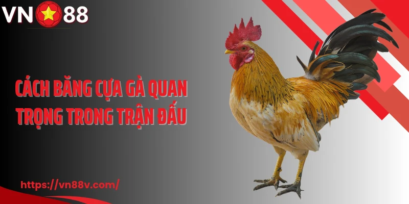 Cách băng cựa gà quan trọng trong trận đấu