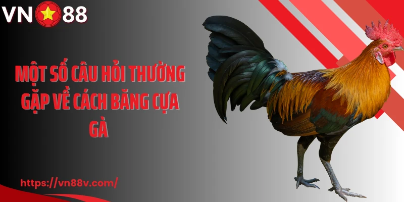 Một số câu hỏi thường gặp về cách băng cựa gà