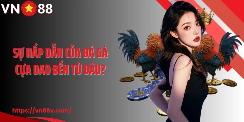 Sự hấp dẫn của đá gà cựa dao đến từ đâu?