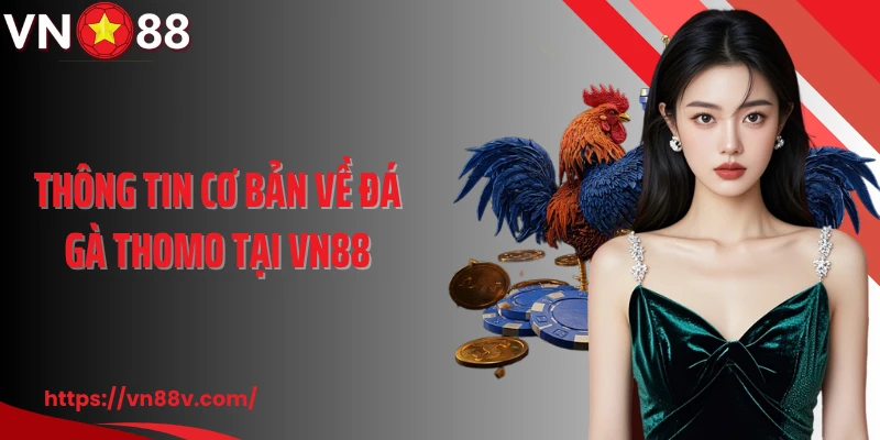 Thông tin cơ bản về đá gà thomo tại VN88