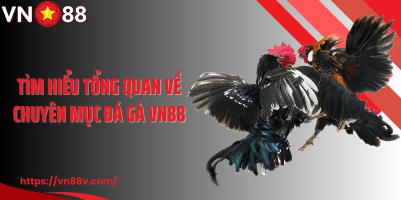 Tìm hiểu tổng quan về chuyên mục đá gà VN88